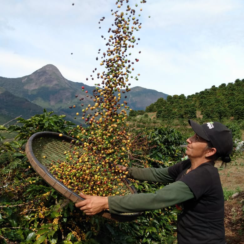 Café do Brasil | Forquilha do Rio