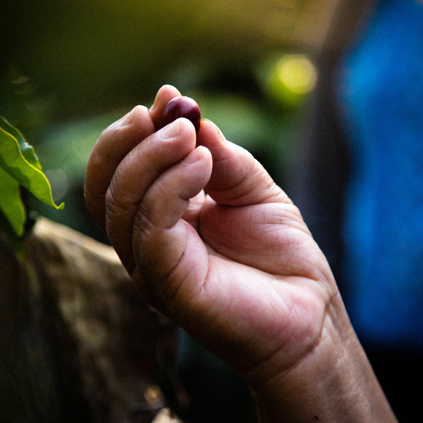 Café da Guatemala | Las Peñas