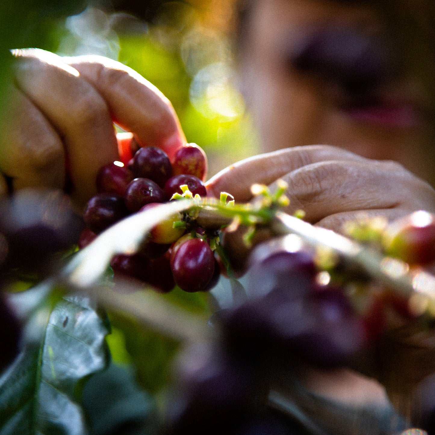 Café da Guatemala | Las Peñas