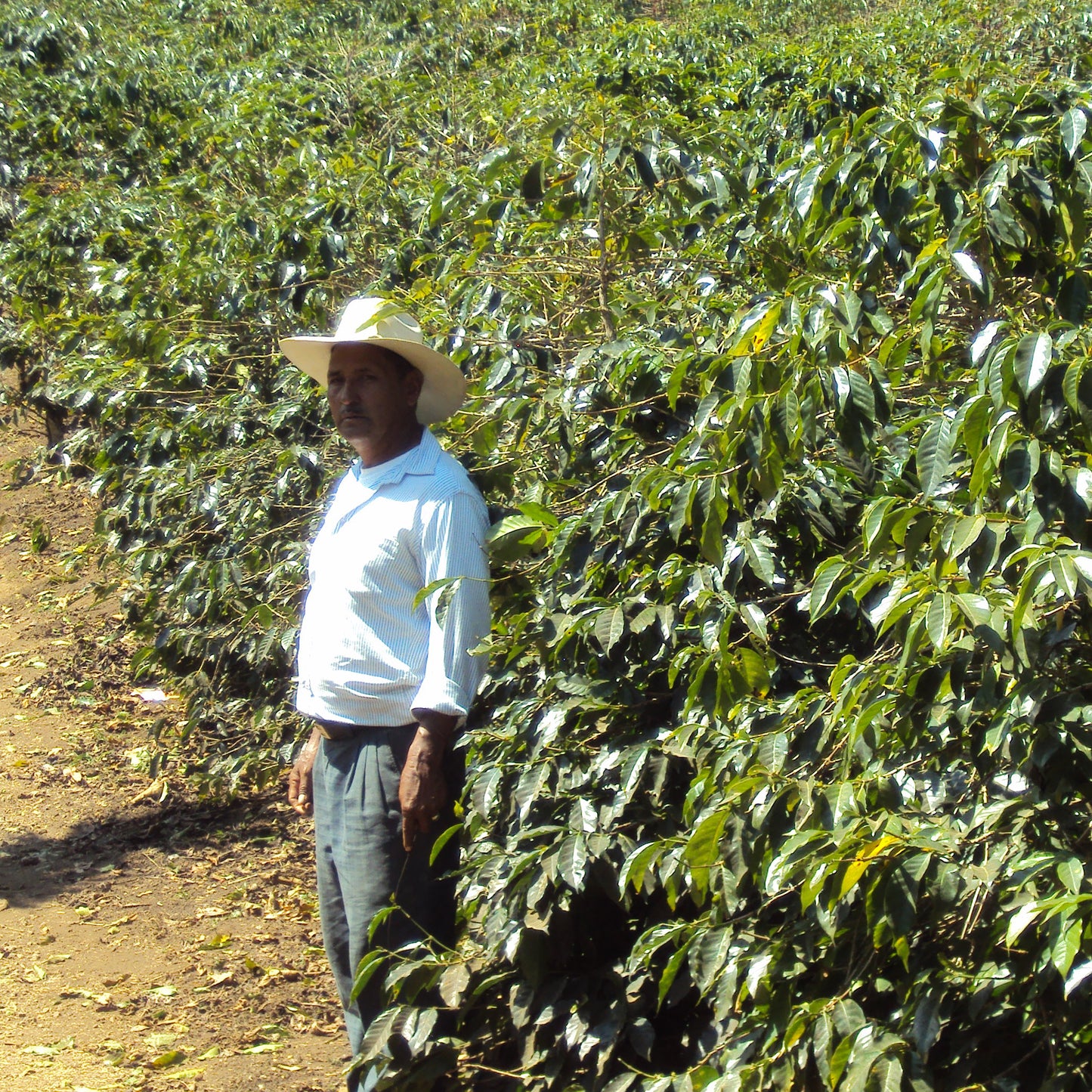 Café da Guatemala | Las Peñas