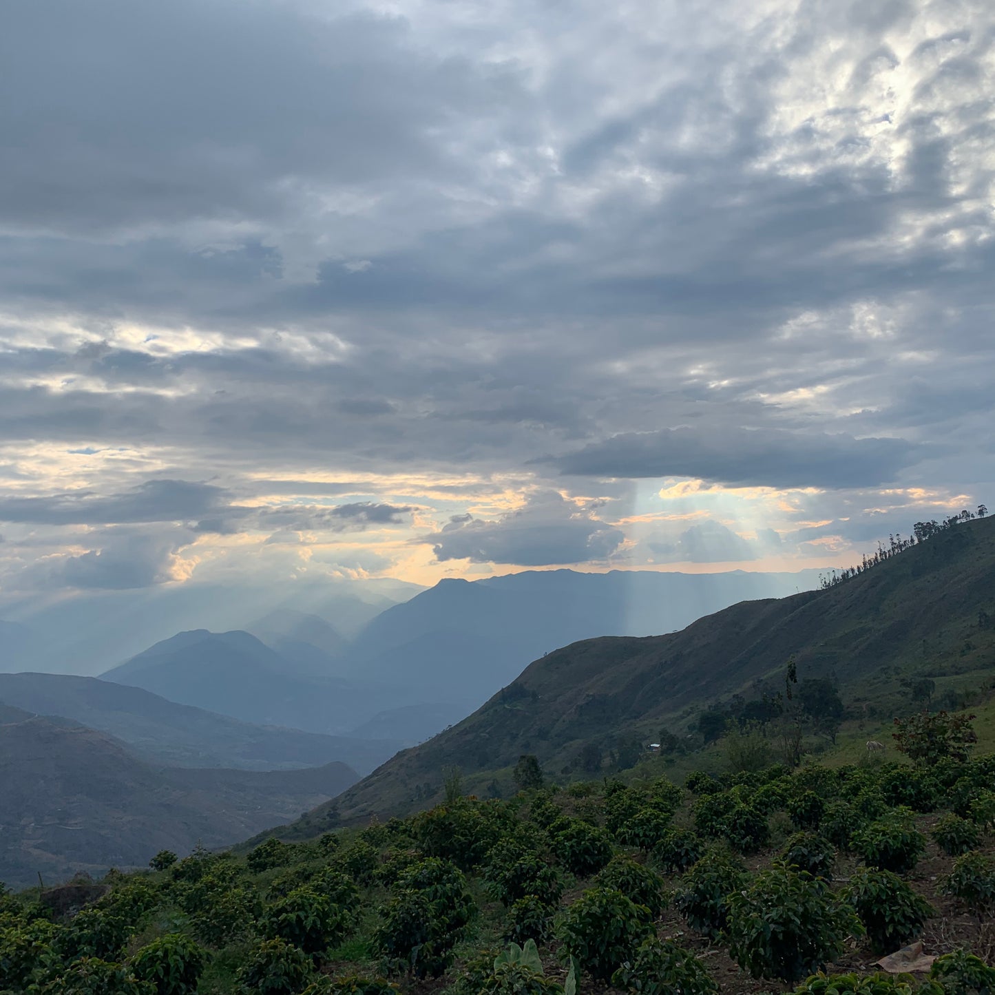 Café do Perú | Puente Solaya