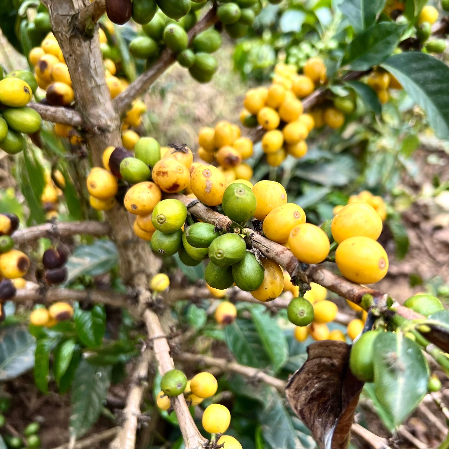 Café do Perú | Puente Solaya